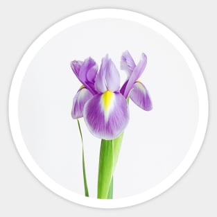 Iris Sticker